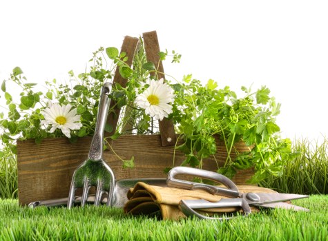 Explaining a garden maintenance complaint being reported and reviewed carefully