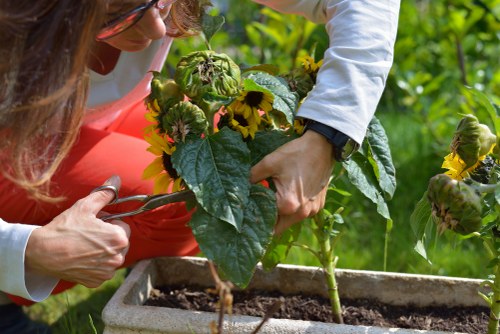 Mature garden maintenance in Bedford Park