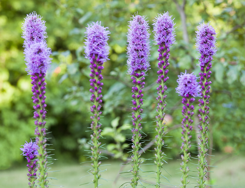 lawn care garden
